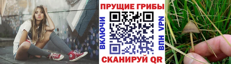 наркотики  маркетплейс как зайти  Псилоцибиновые грибы MAGIC MUSHROOMS  Курлово 